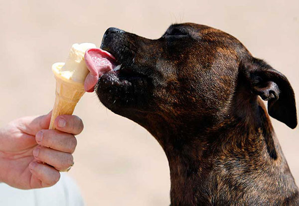 गर्मी में जानवर