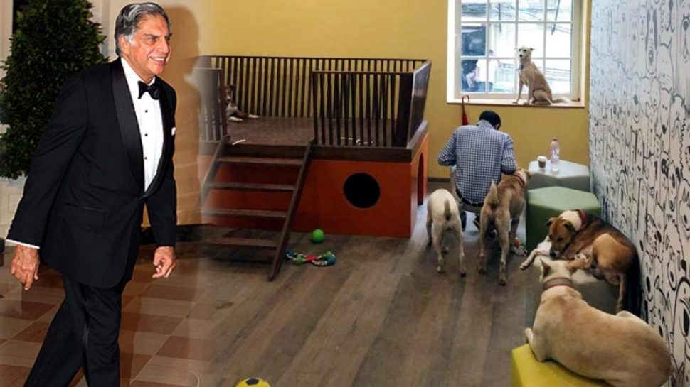 कुत्तों के लिए घर