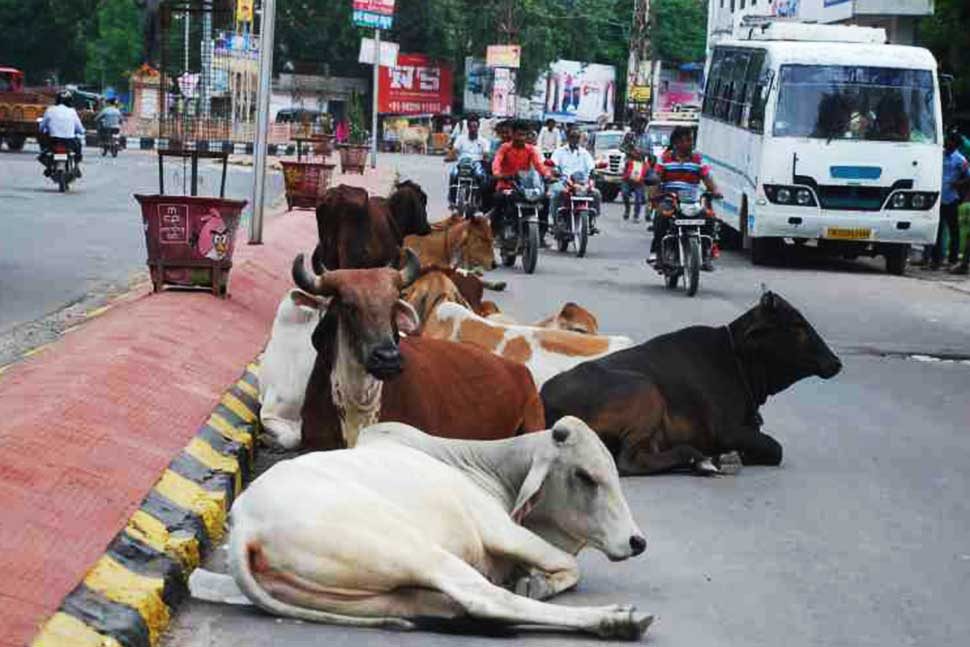गायों का अभिभावक