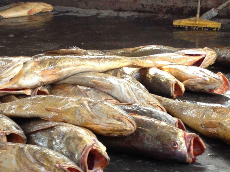 मछली की कीमत