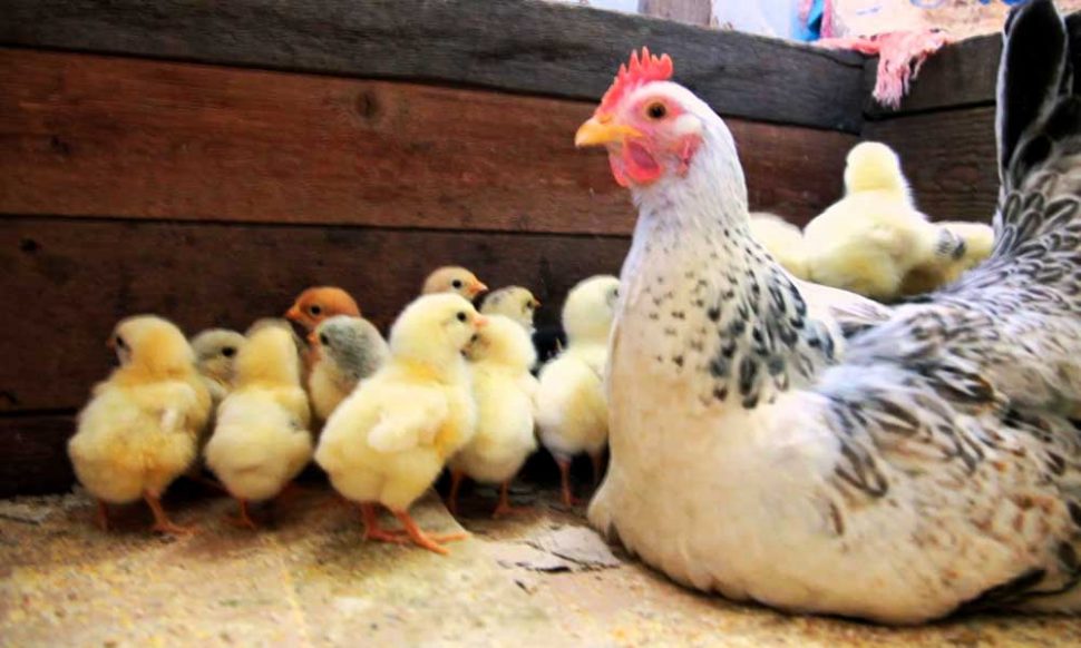 पशु क्रूरता