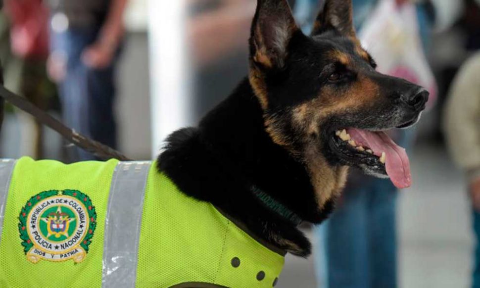 कुत्ते का मर्डर