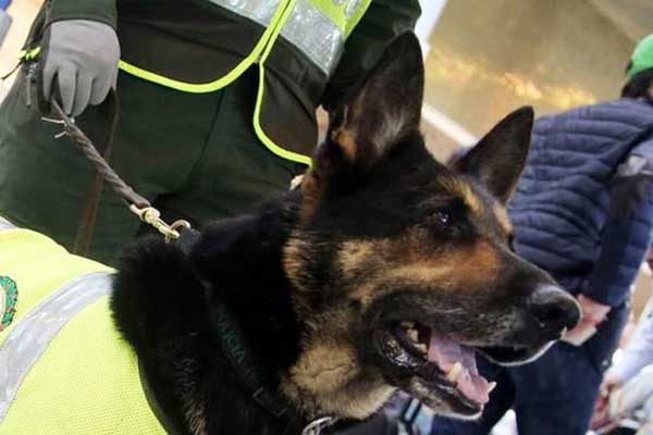 कुत्ते का मर्डर