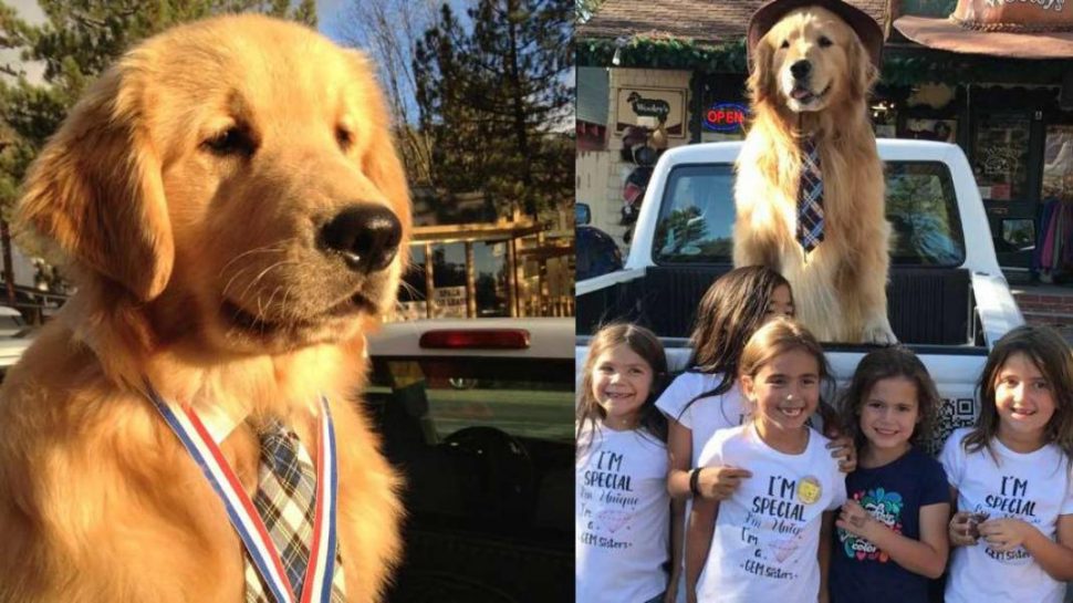 कुत्ते को मेयर बनाने का उद्देशय