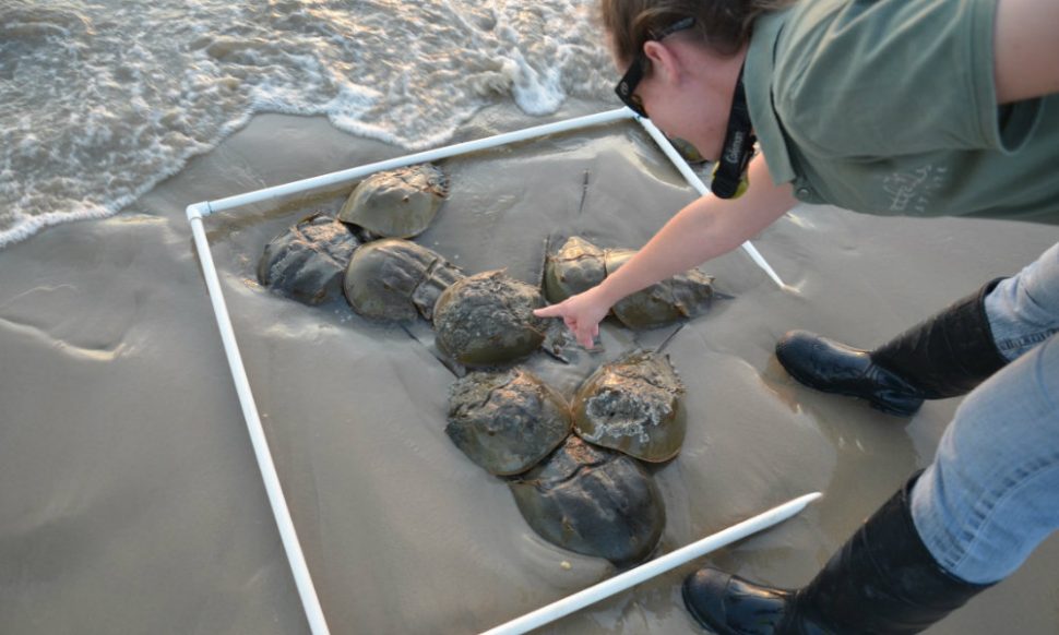 केकड़े का खून