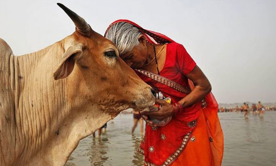 गाय का अर्थशास्त्र