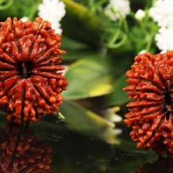 रुद्राक्ष जो समस्याएं ख़त्म करता है