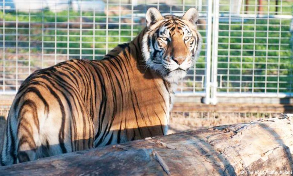 बाघों की संख्या