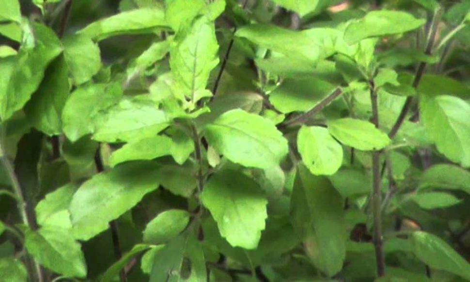 घर में तुलसी का पौधा