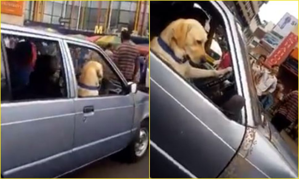 कार चलाता कुत्ता