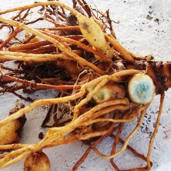 काली हल्दी के उपयोग