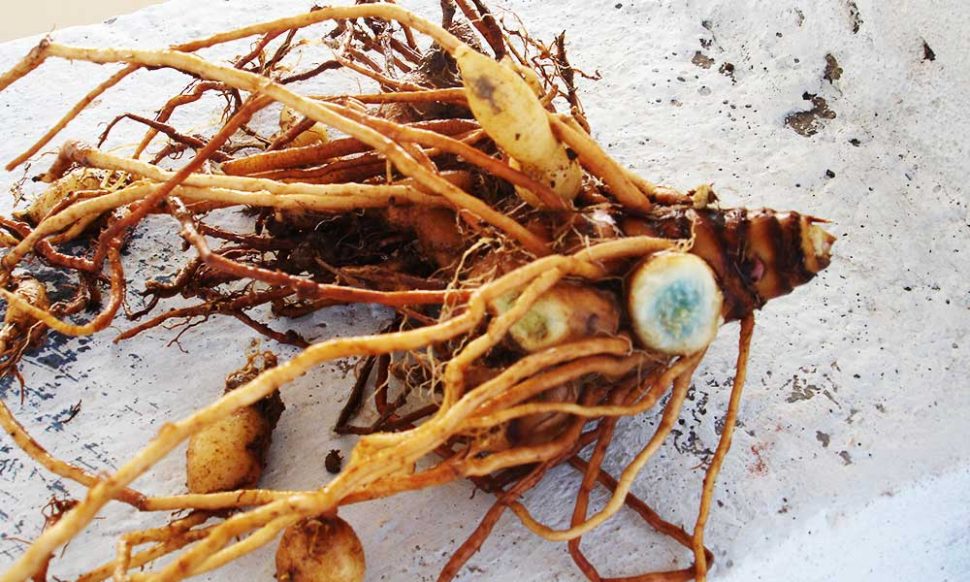 काली हल्दी के उपयोग