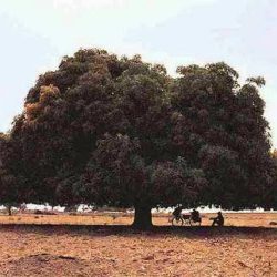 आम के पेड़ की कहानी
