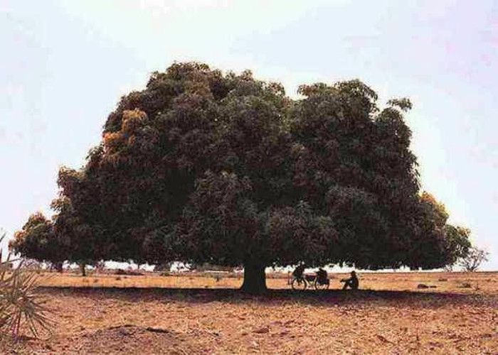 आम के पेड़ की कहानी