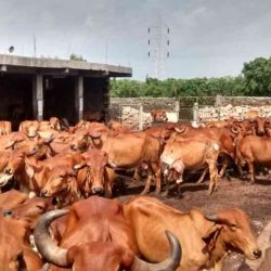 गायों की आंखों की सर्जरी