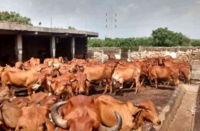 गायों की आंखों की सर्जरी