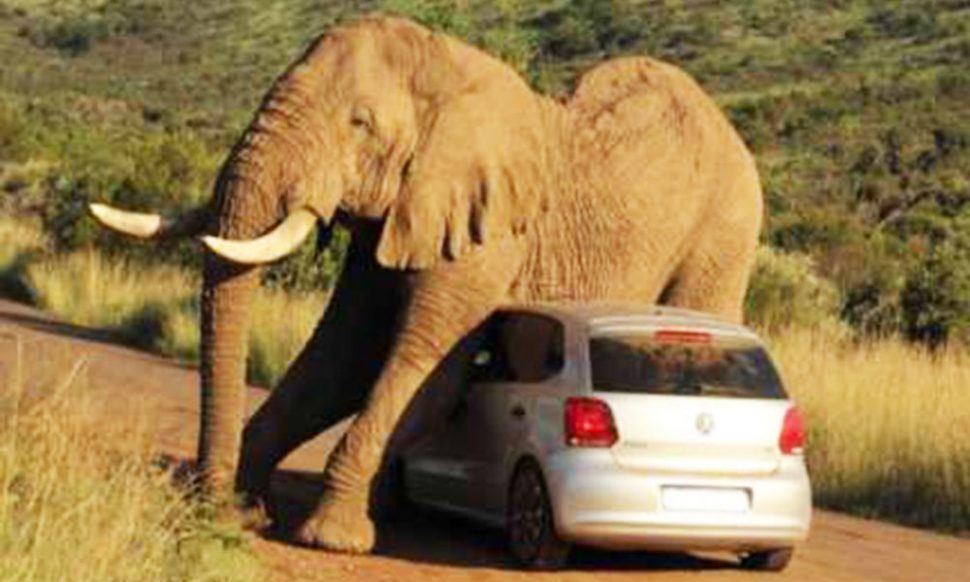 जानवर का गुस्सा