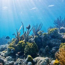 समंदर के अजीबोग़रीब प्राणी