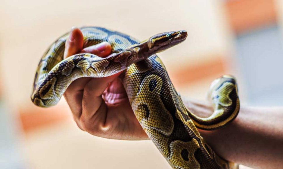 सांप और इंसान की दोस्ती