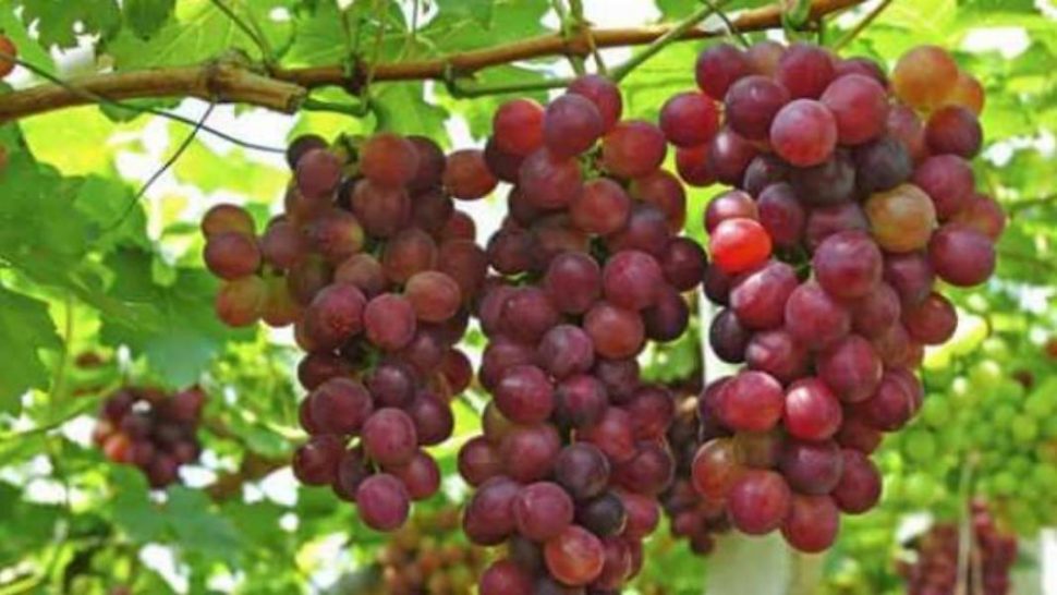 अंगूर की चोरी