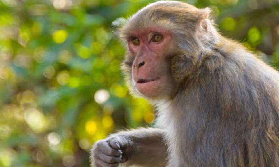 बंदरों की हरकतें