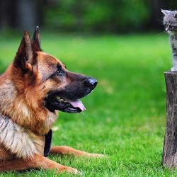 इन्सान से बेहतर जानवर