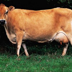 गाय से उत्पन्न वस्तु