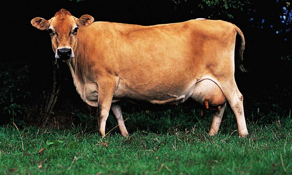 गाय से उत्पन्न वस्तु