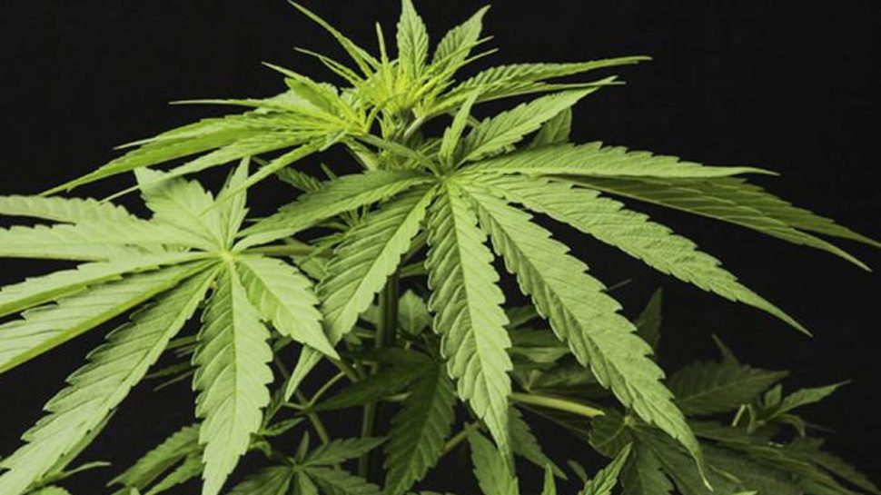 मारिजुआना