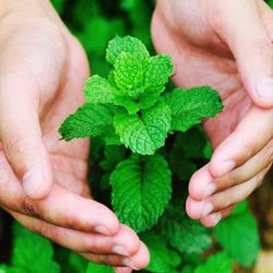 पुदीना खाने के फायदे