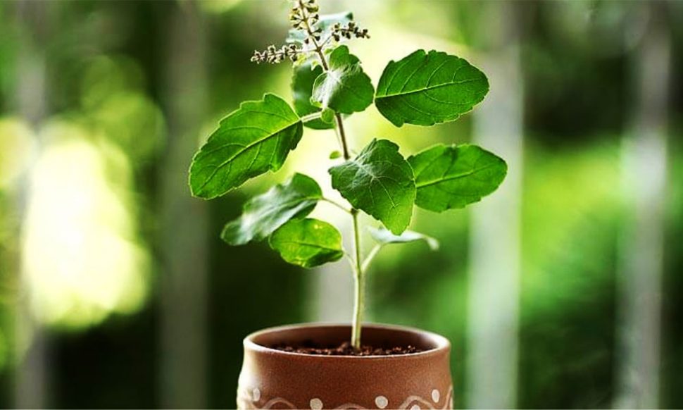 तुलसी का पौधा