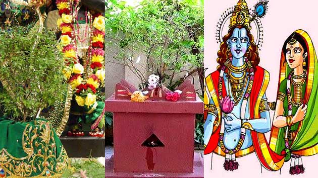 तुलसी का पौधा