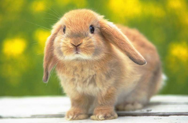 Bunnies-bunny-rabbit