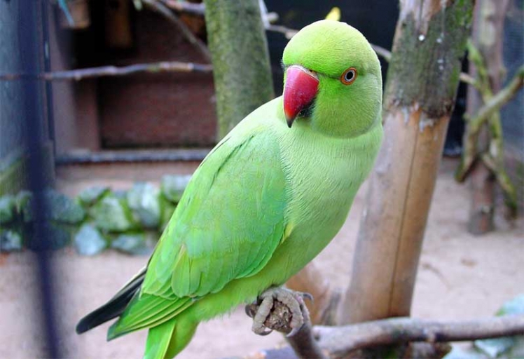Green-Parrot