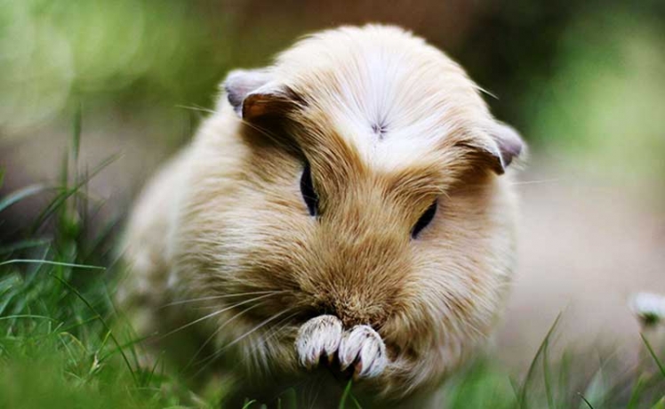 guinea-pig-hd