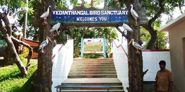 vedanthangal-bird-sanctuary