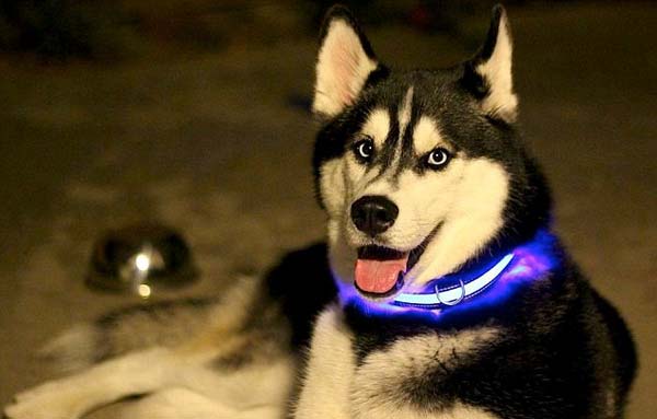 illuminated-led-dog-collar