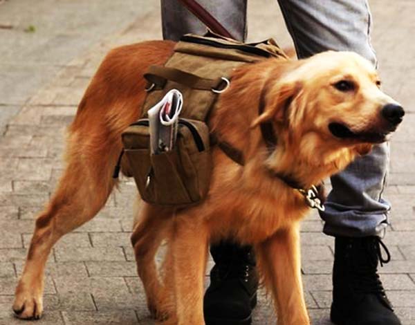 rucksack-for-dogs