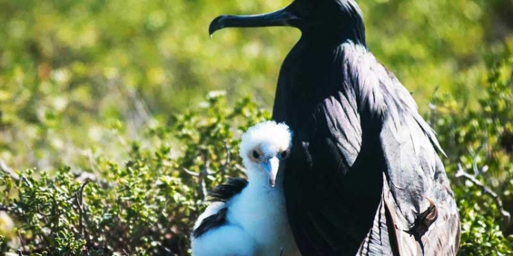 island-treks-bird-watching