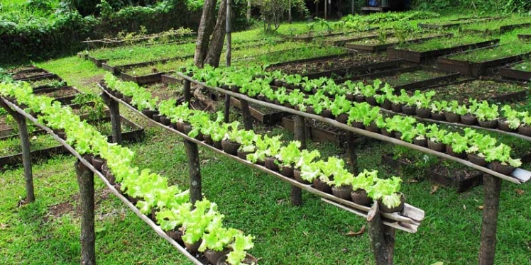 organic-garden