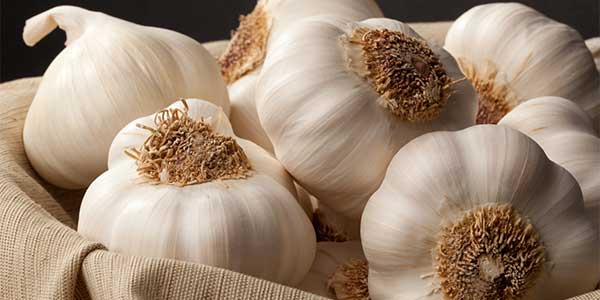 garlic