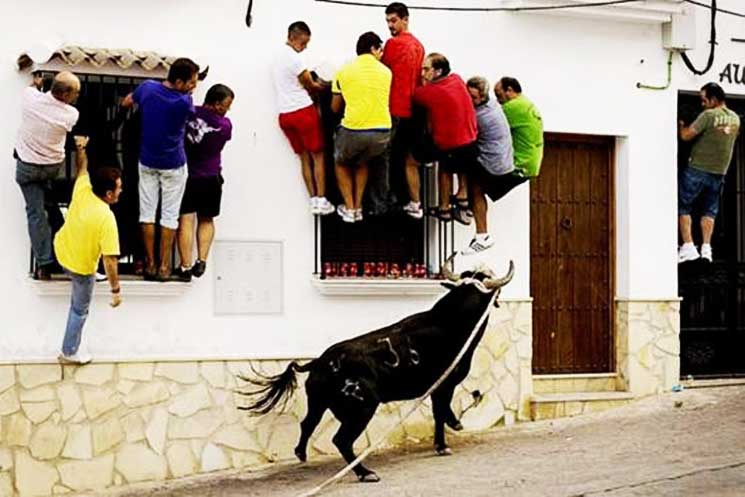 Bull funny videos 2017 cheap