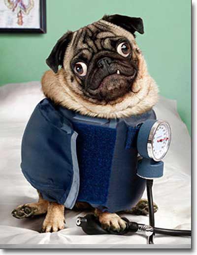 Funny_dog_medical_check_up