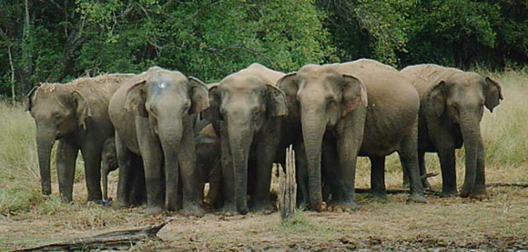 yala-national-park-sri-lanka
