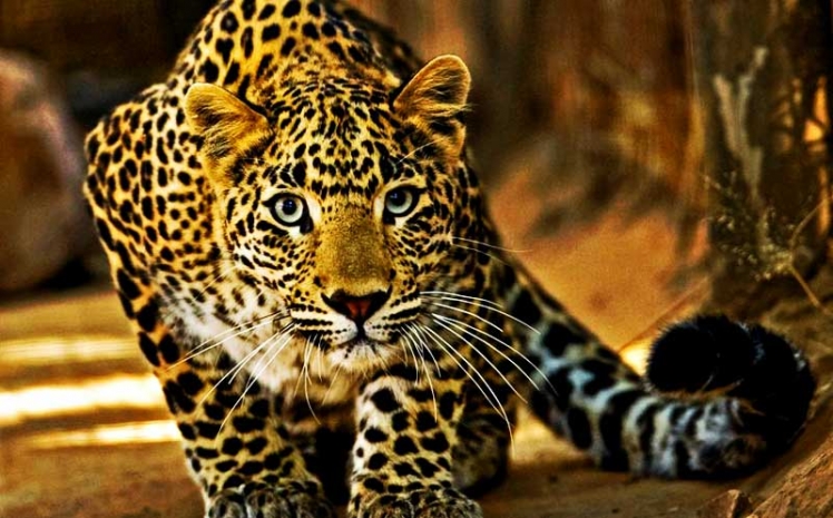 sawai-leopard-camp