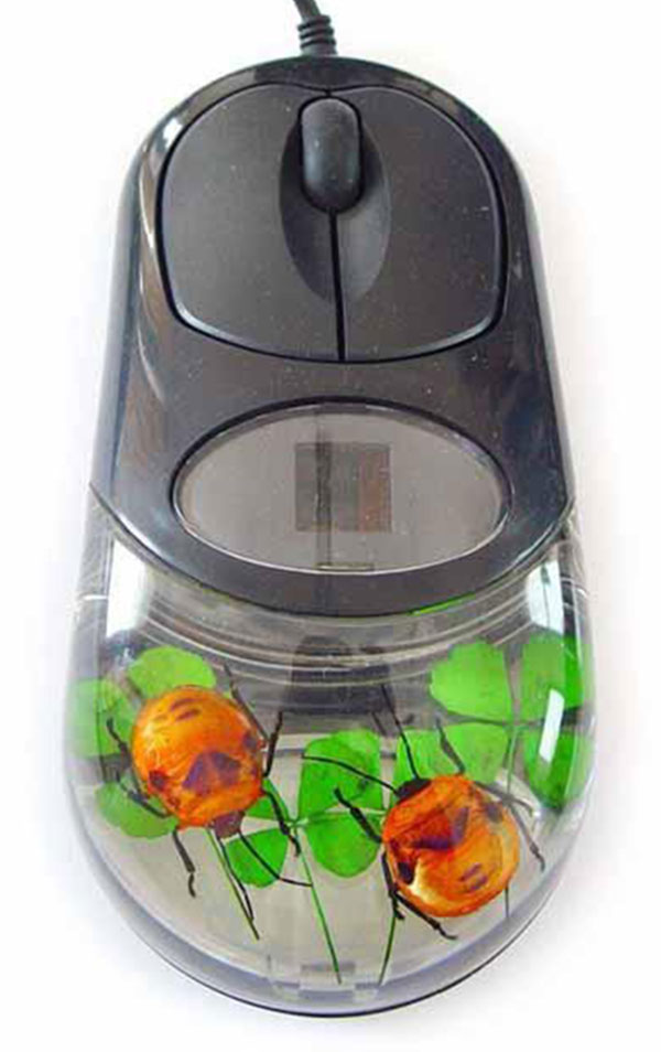 real_insect_computer_mouse