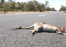 roadkill-moving