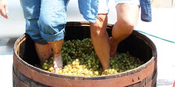 grape-stomping