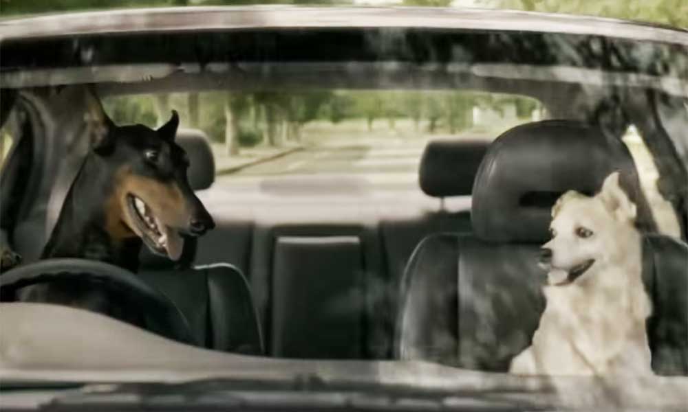 Car Trade Dog Ad Review