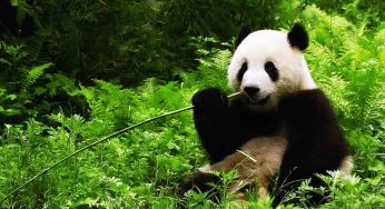 Animals Who We Would Love To Have As A Pet